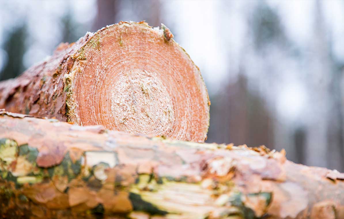 FSC-standardi määrittää, mitä metsässä voi tehdä, mutta se jättää hyvin vaihtoehtoja toteuttaa ne kohteeseen soveltuvalla tavalla.